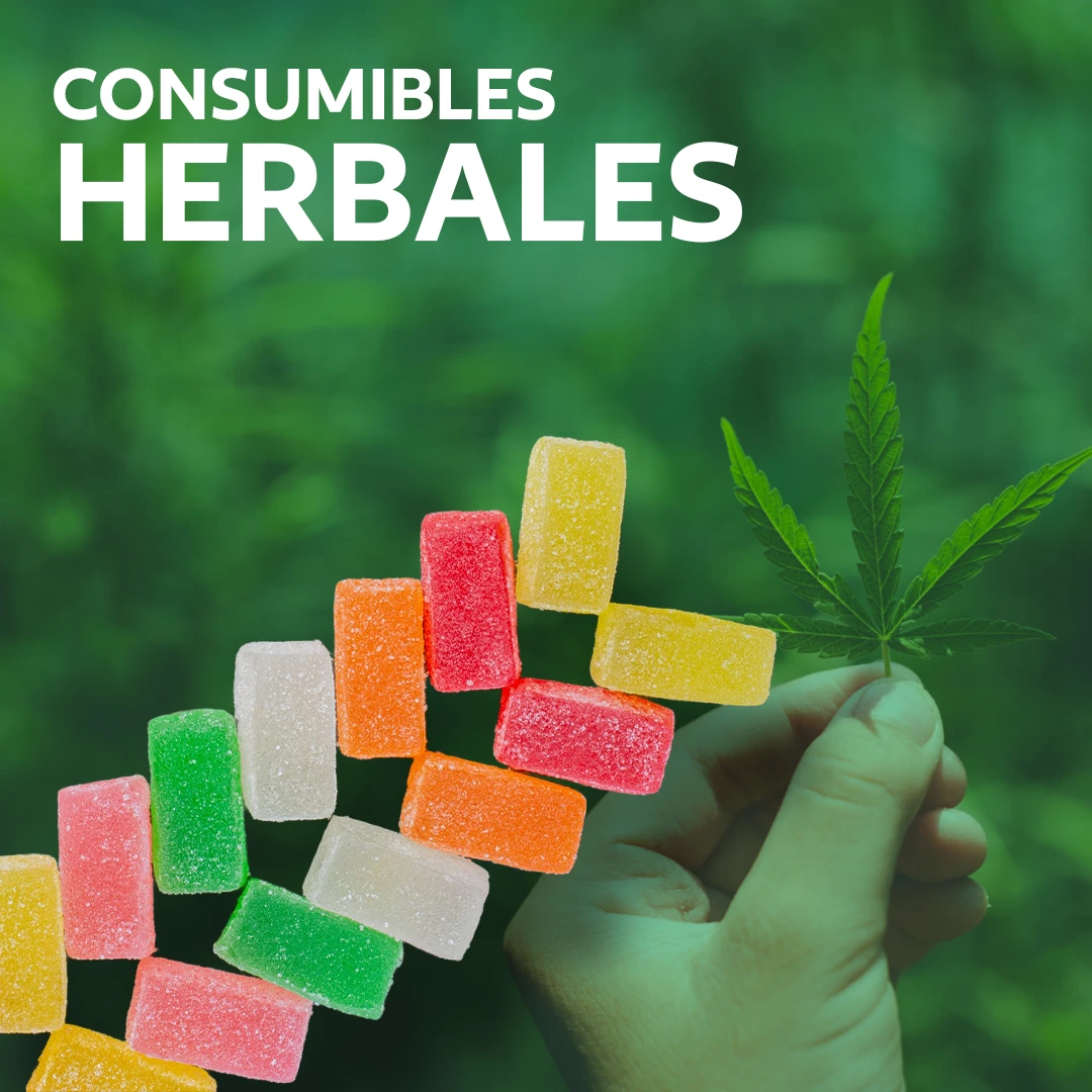 INNDCNT Monster Energy Just Right Edition 5 piezas